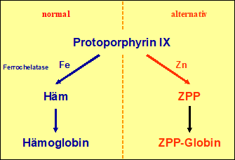 Entstehung von ZPP bei eisendefizitärer Erythropoese